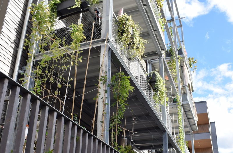 Fassadenbegrünung Z.Wo+
